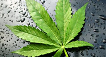 visual-hasjwiet-volgjpgopnoop