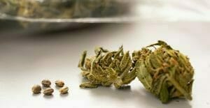 Eerste legale cannabis in december te koop in Breda en Tilburg