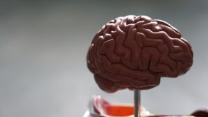 Wat gebeurt er in de hersenen na gebruik van het psychedelische middel ayahuasca?